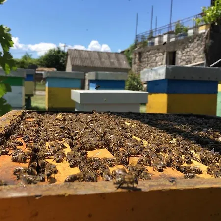 Honey Podgorica